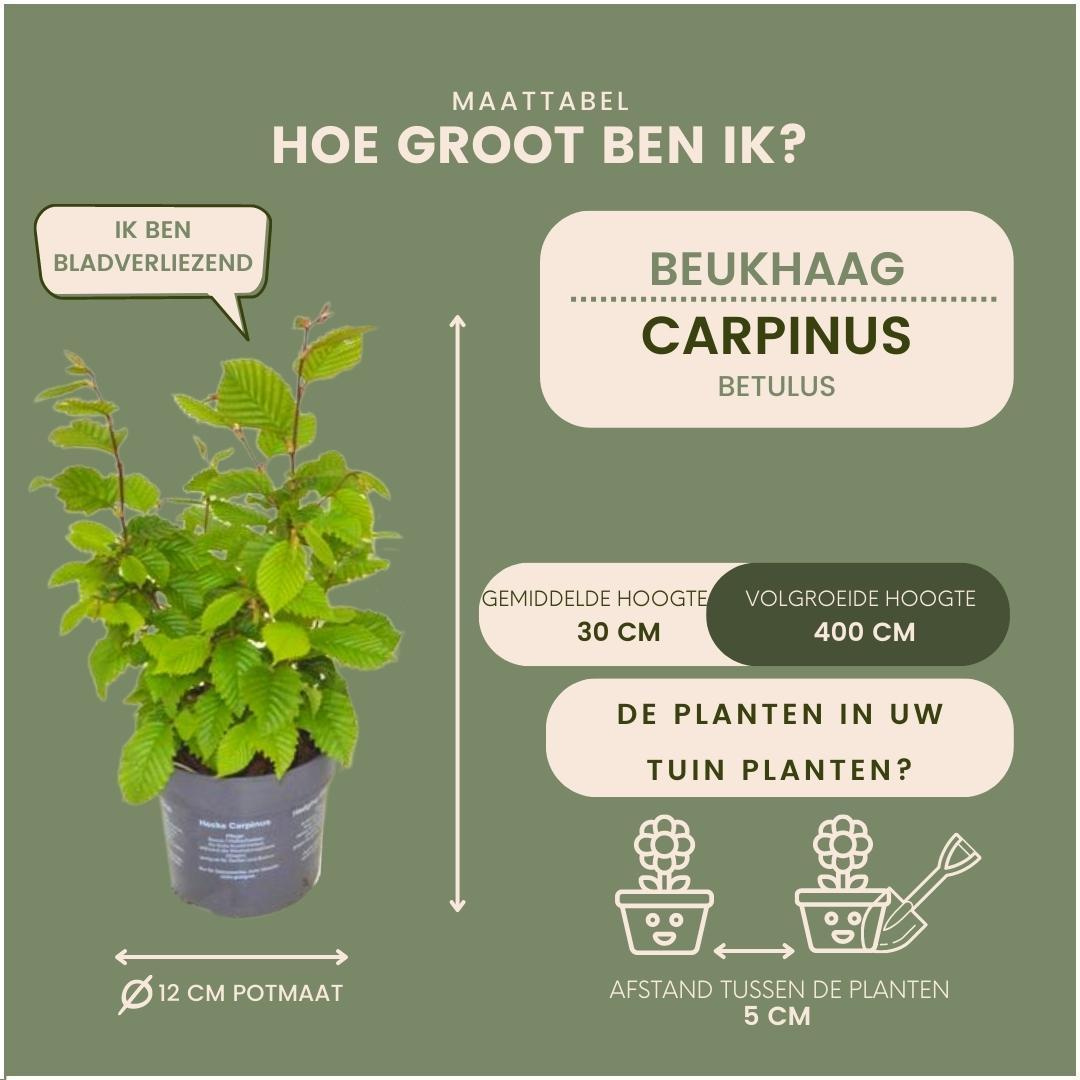 Carpinus betulus - lot de 6