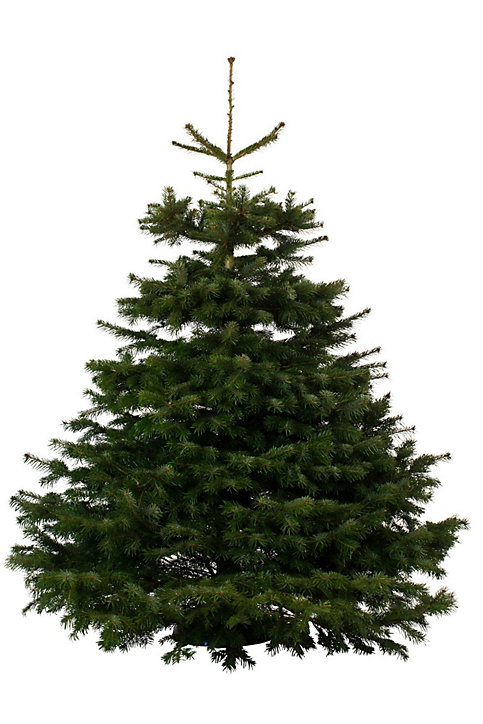 Sapin naturel Nordmann h.240/270 cm