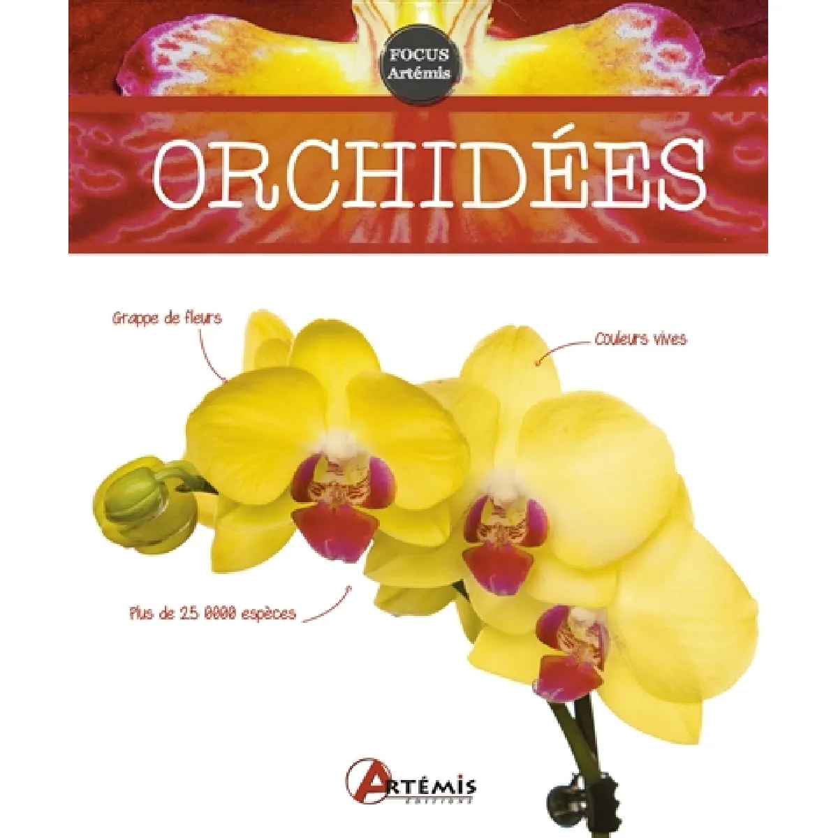 Orchidées · Occasion