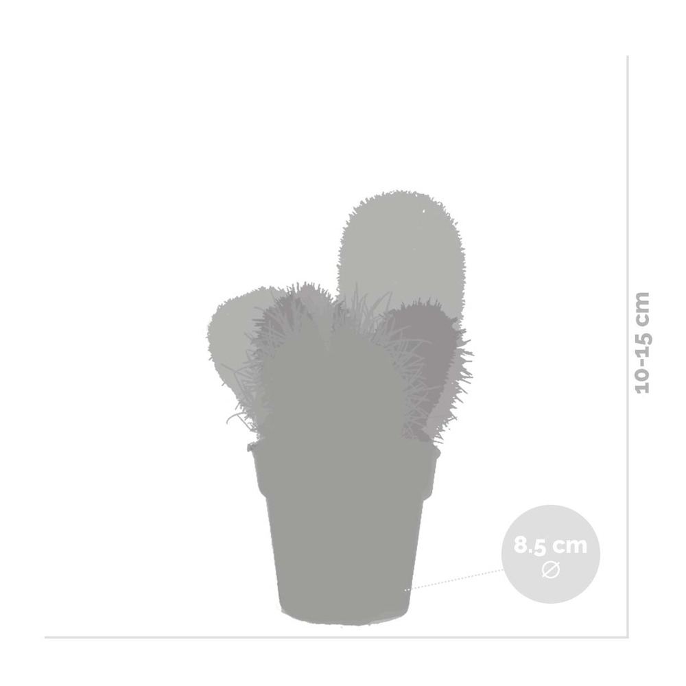 3x cactus mix – succulent – facile à entretenir – ⌀8,5 cm – ⌀10-15 cm