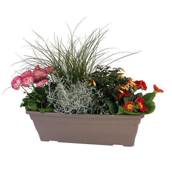 Jardinière de bisannuelles et vivaces 40 cm - Coloris variables