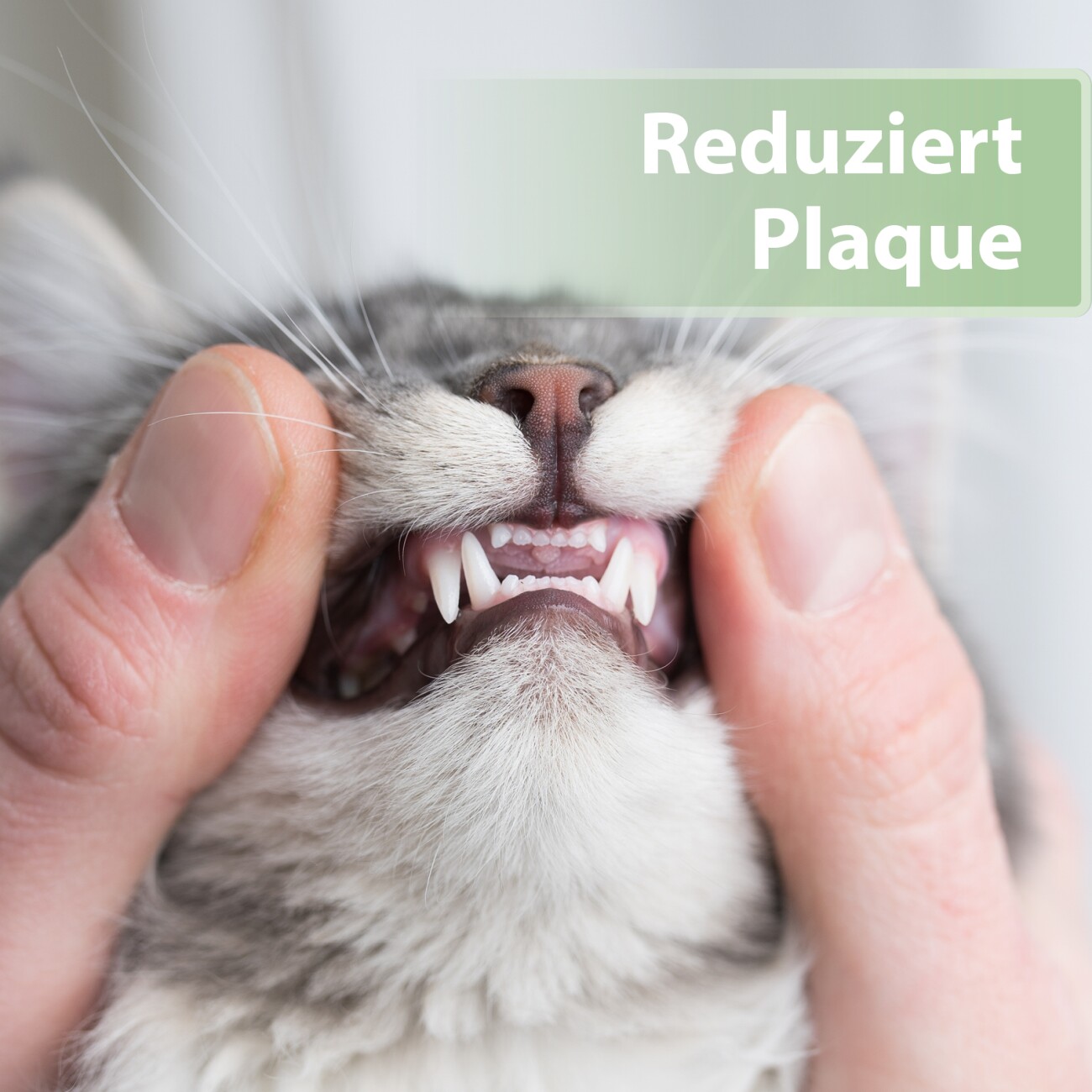 Felisept Zahnpflege Finger-Pads für Katzen 50 Stück
