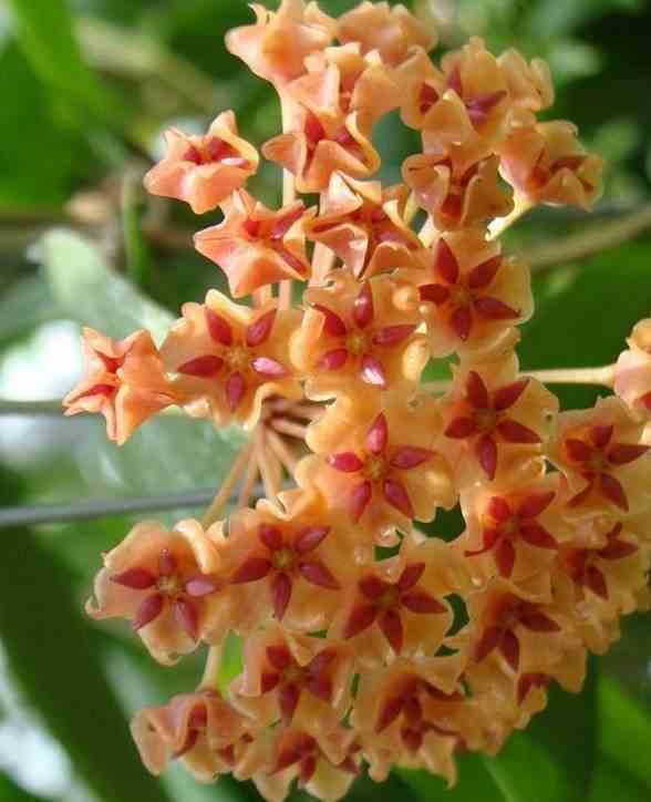 Hoya sp. Philippines (fleur de porcelaine, fleur de cire) jaune - taille pot de 2 litres - 20/40 cm