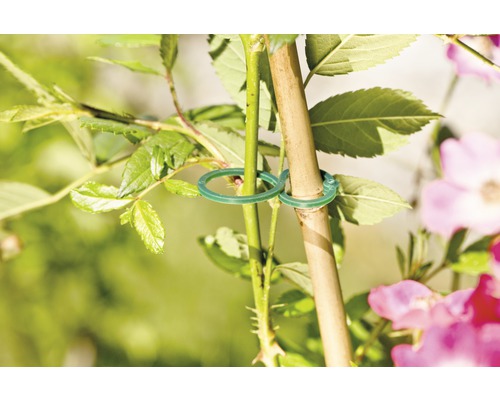 Plantenklemmen FloraSelf kunststof ringband 25 stuks