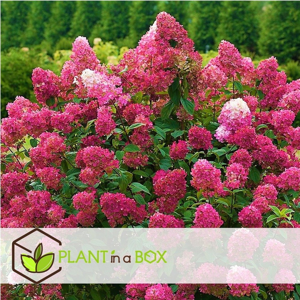 Hortensia paniculata wim's red - hortensia - x2 - pot 19cm - hauteur 25-40cm