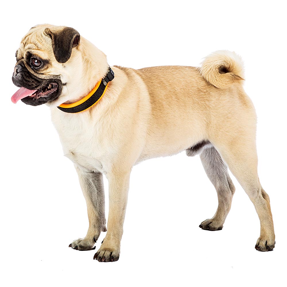 Collier ergonomique pour chiens ergofluo c15/33 avec rembourrage et fermeture à micro-régulation