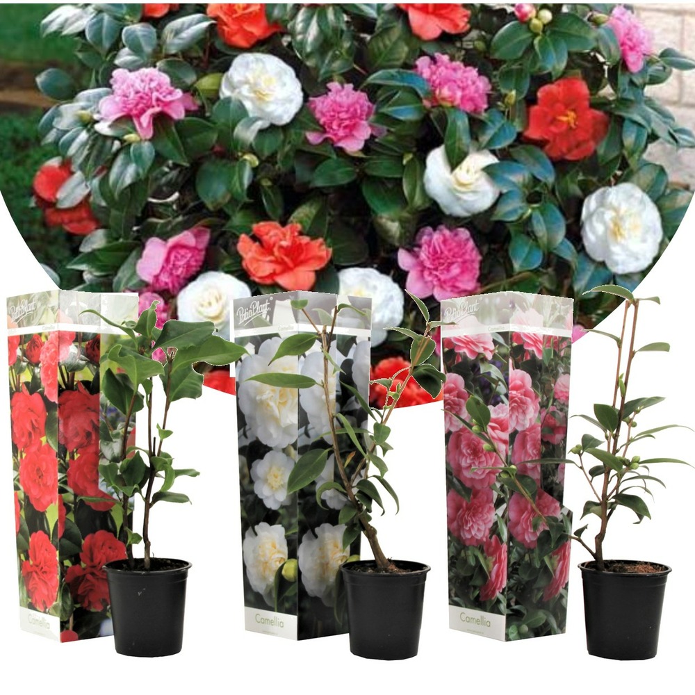 Camellia japonica - mélange de 3 - rouge,blanc,rose - pot 9cm - hauteur 25-40cm