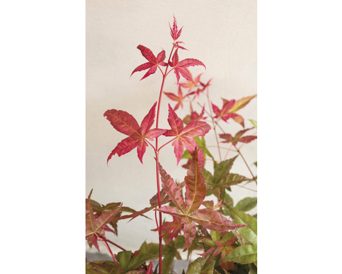 Japanse esdoorn Acer palmatum 'Beni Maiko' H 30-40 cm Co 3 L