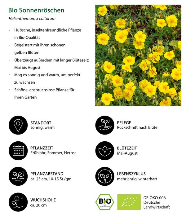 Bio Sonnenröschen, gelb