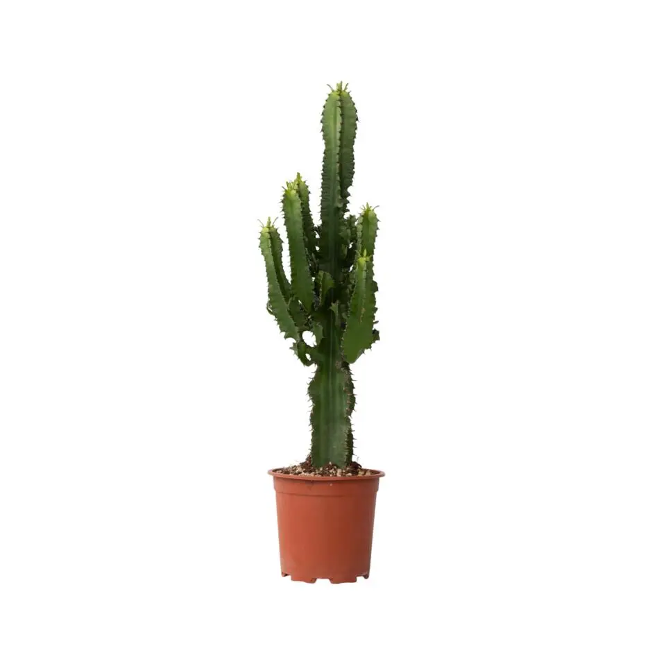 Cowboycactus - Euphorbia ingens - Hoogte 50-60cm - ⌀17cm