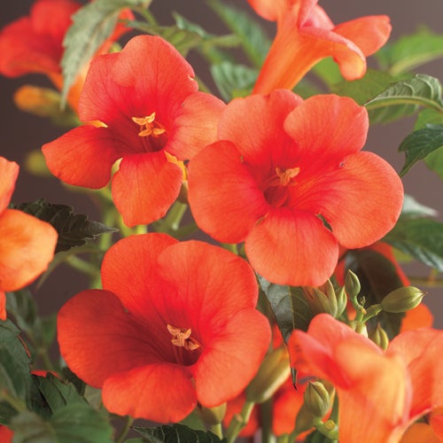 Trompetbloem (Campsis radicans) D 16 H 75 cm