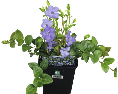 Kleine Maagdenpalm (Vinca minor) FloraSelf 5/7 scheuten Ø 9 cm pot