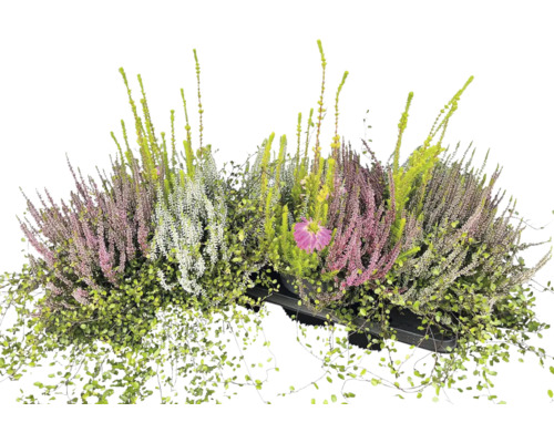 Calluna Muelenbeckia Quattro Ø 19 cm pot