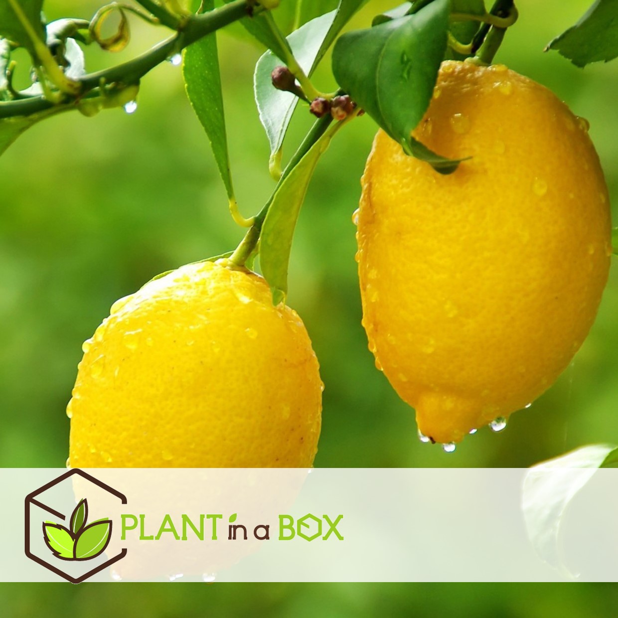 Citrus limon - citronnier - pot 14cm - hauteur 40-45cm