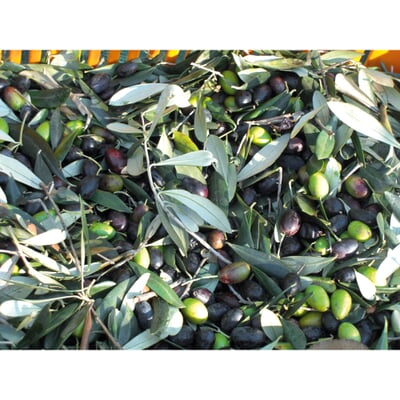 Ligurisches Olivenöl „Carte Noire“ DOP