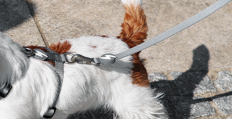 Guia de nylon cinza para cães