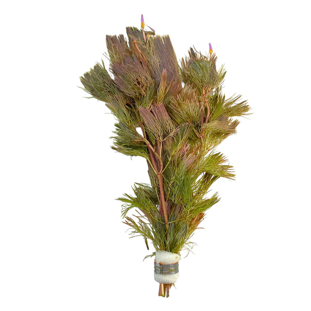 Waterplant Cabomba Furcata (Piauhyensis) | Aquariumplant