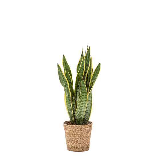 Sanseveria Laurentii - pot D17cm
