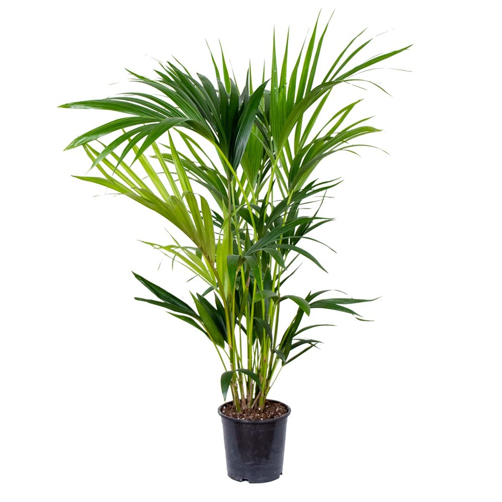 Howea forsteriana - palmier kentia - plante d'intérieur - purificateur d'air – ⌀19 cm - ↕90-100 cm