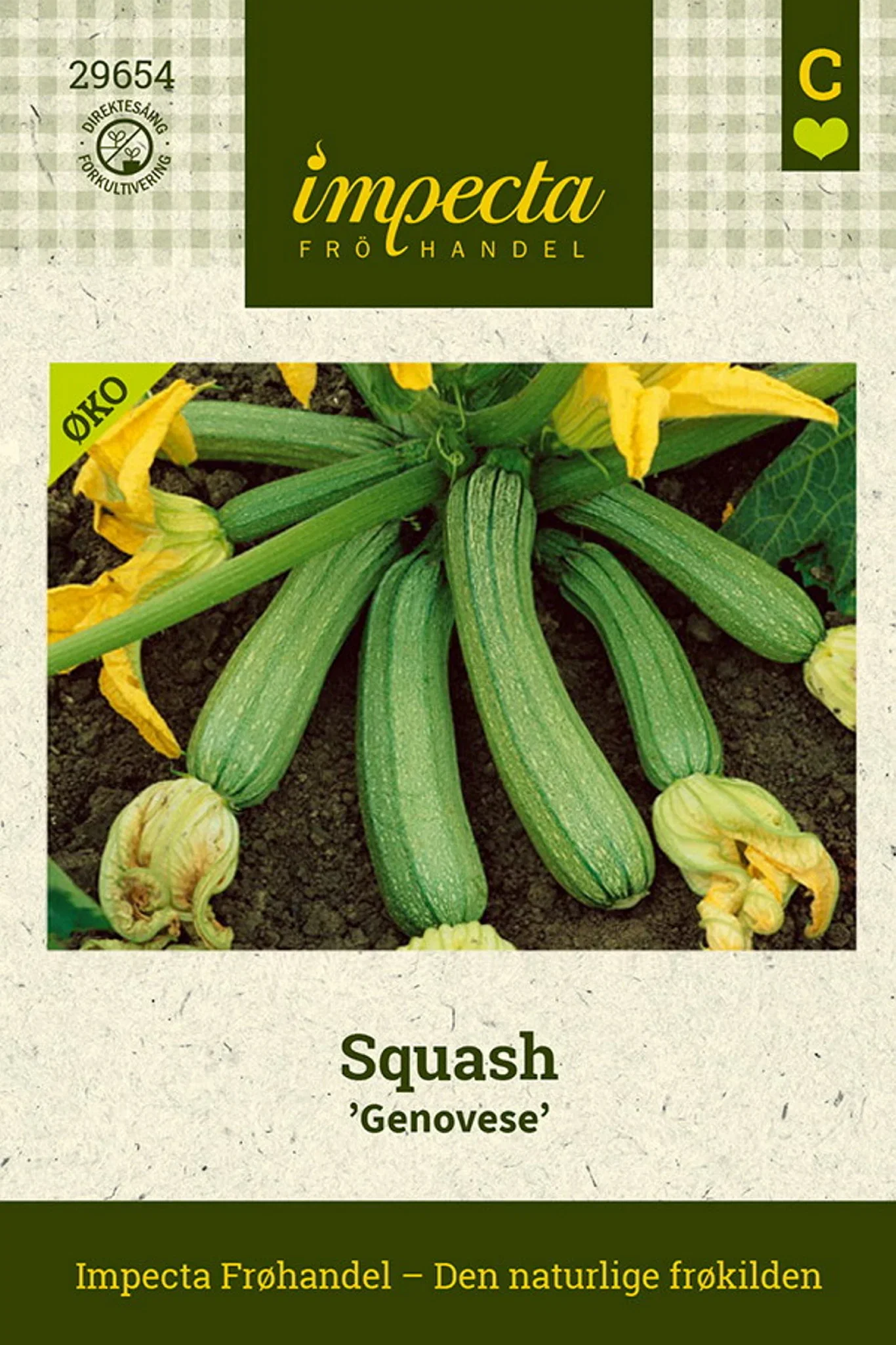 Cucurbita pepo 'Genovese' Squash 'Genovese'