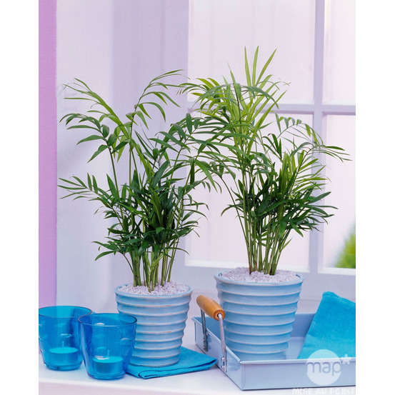Palmier nain : H.30/40cm pot