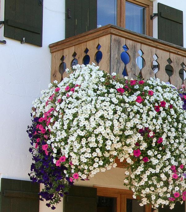Hängepetunie 'Surfinia', verschiedene Farben