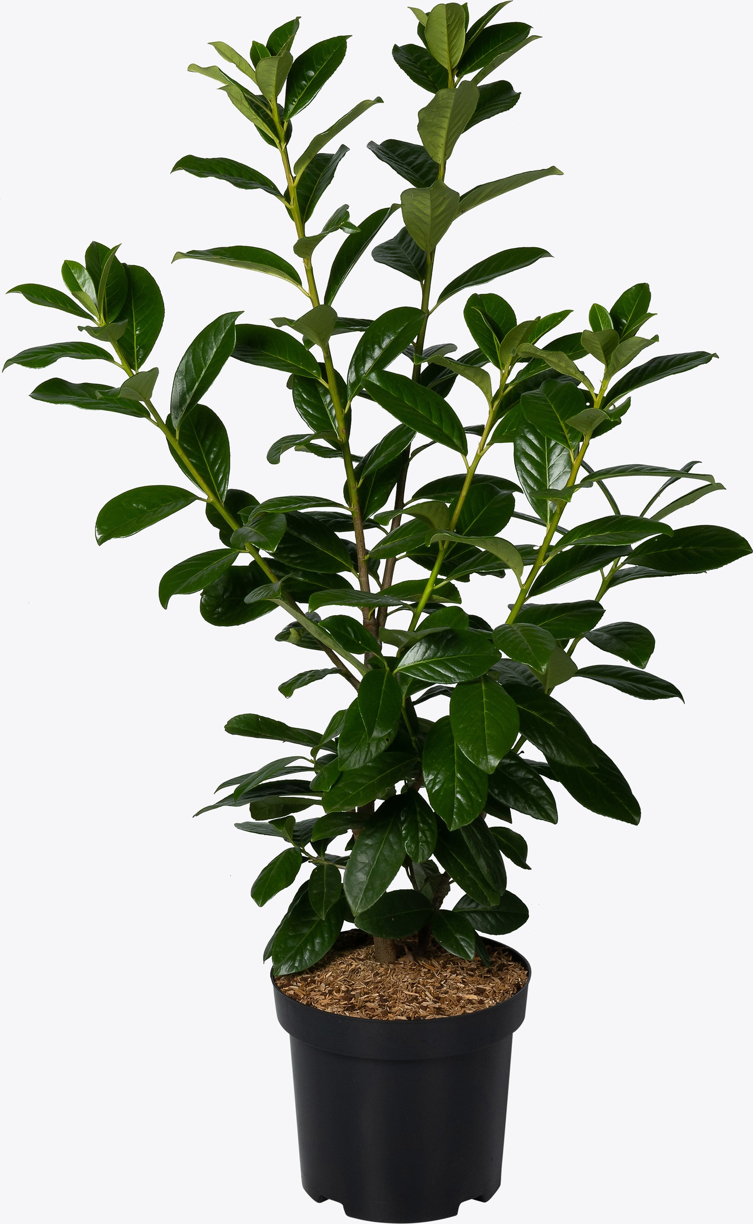 Laurierkers (Prunus laurocerasus 'Novita') D 26 H 80 cm