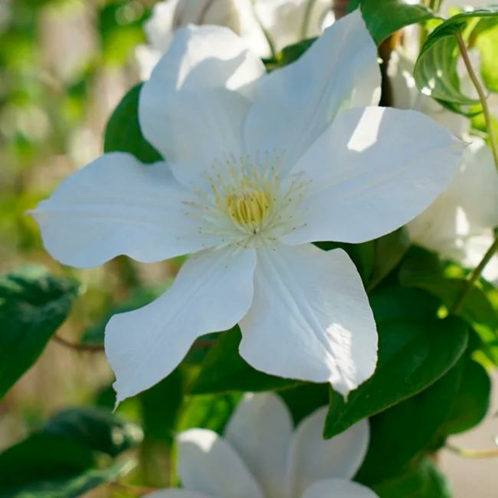 Clématite 'madame lecoultre' - clematis 1,5l