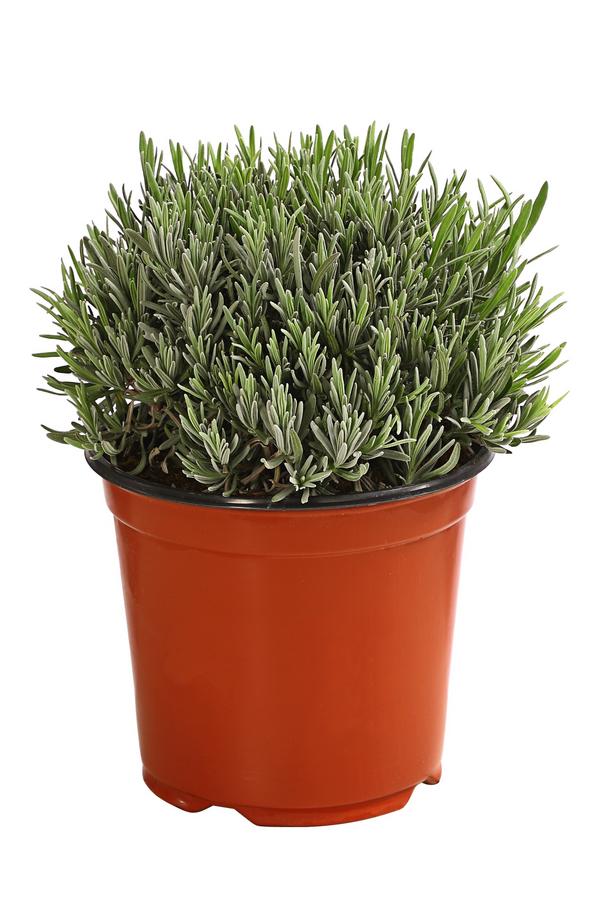 Dehner Gourmet Garten Gewürzlavendel