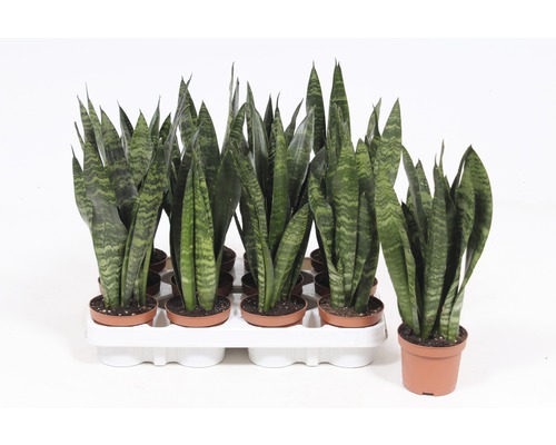 Sansevieria mix FloraSelf Sansevieria H 25-35 cm Ø 9 cm pot willekeurige variëteitselectie