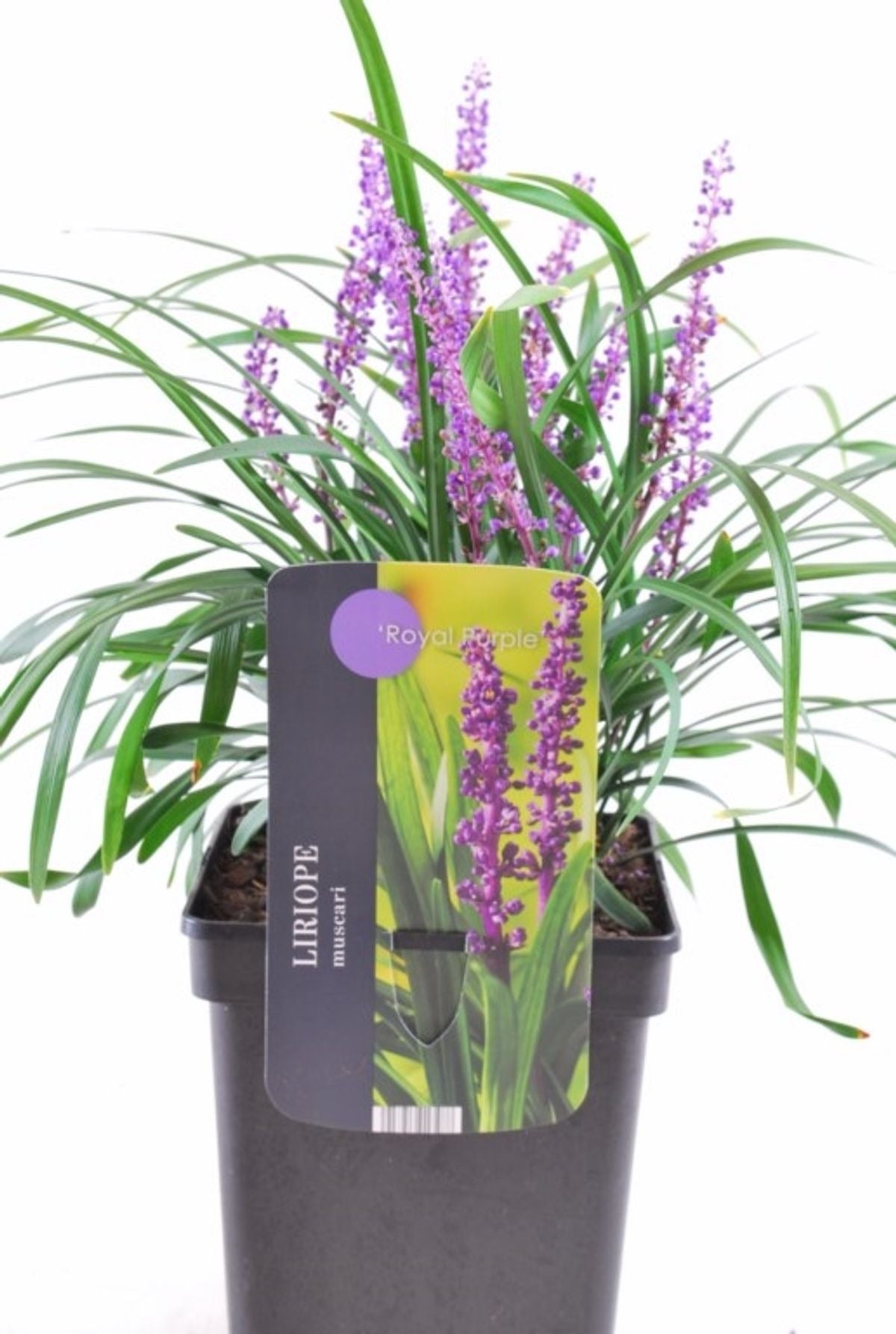 Leliegras (Liriope muscari 'Royal Purple') D 17 H 30 cm