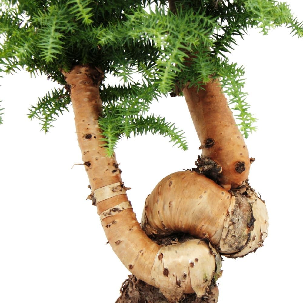 Exotenherz Zimmerbonsai Araucaria cunninghamii Zimmertanne Neuguinea-Araukarie ca. 65cm hoch 26cm Schale Schwarz Keramik