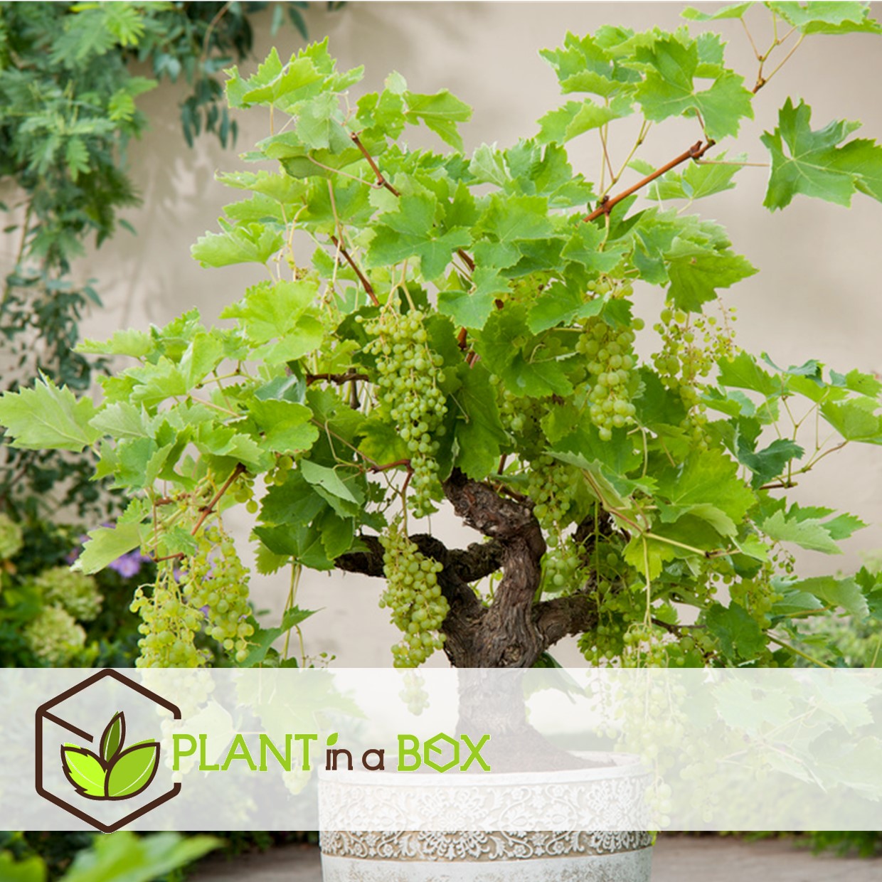 Plants de raisin - mélange de 3 - vitis vinifera - pot 9cm - hauteur 25-40cm