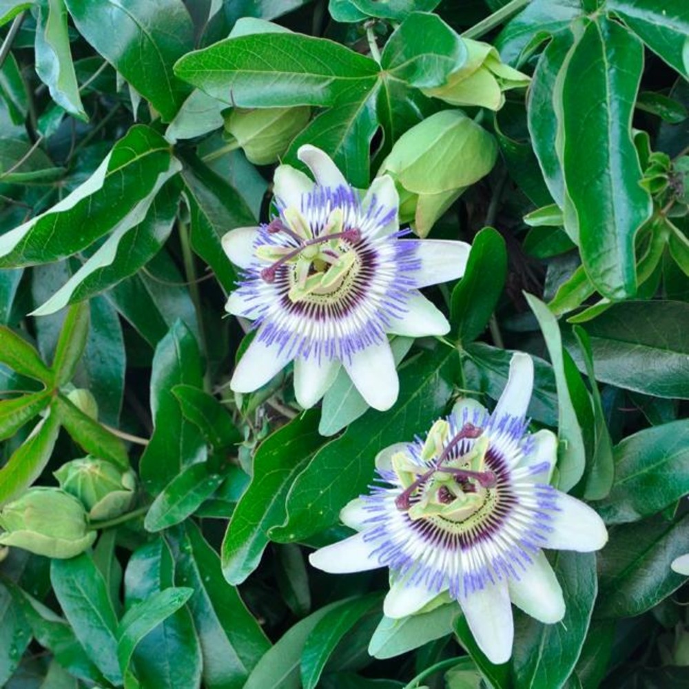 Passiflore caerulea - passiflora caerulea 3l