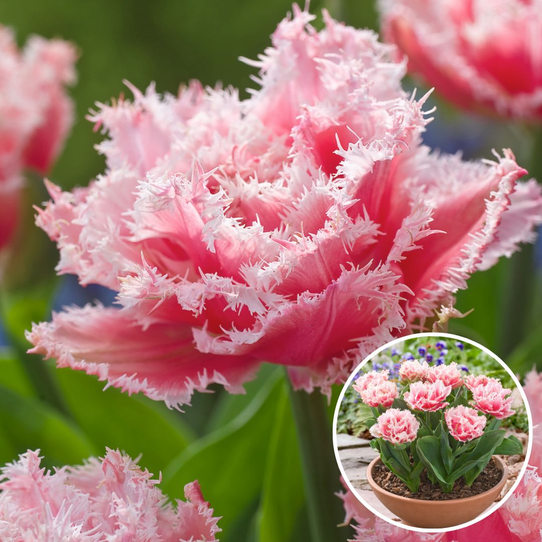 Tulipa queensland - bulbes à fleurs x10 - tulipe - blanc rosé