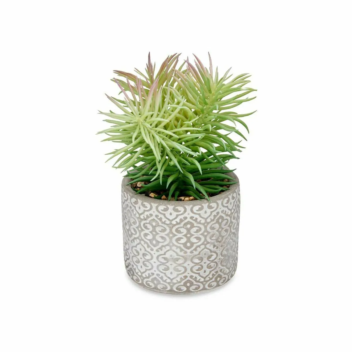 Ibergarden Plante décorative Succulent