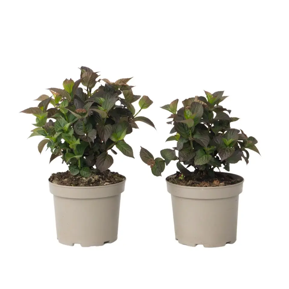 Hortensia - Set van 2 - Hydrangea serrata 'Dare Devil' - Hoogte 19cm