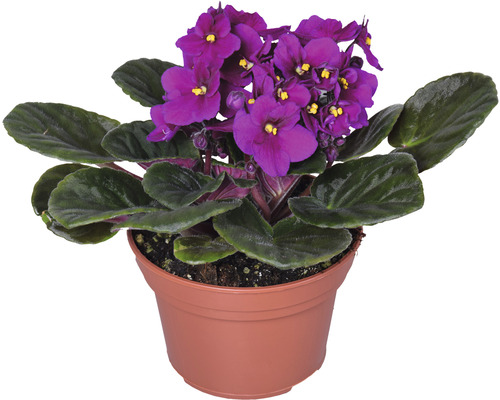 Afrikaanse Viooltjes Mix FloraSelf Saintpaulia H 20 cm Ø 12 cm Pot Willekeurige Variatie Selectie