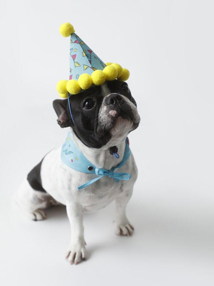 Conjunto de chapéu e bandana para aniversário de animais de estimação - Azul