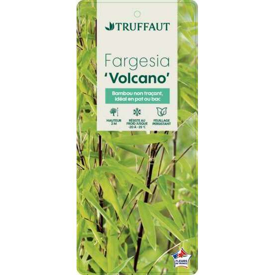 Bambou non-traçant fargesia nitida 'Volcano': pot de 5 litres