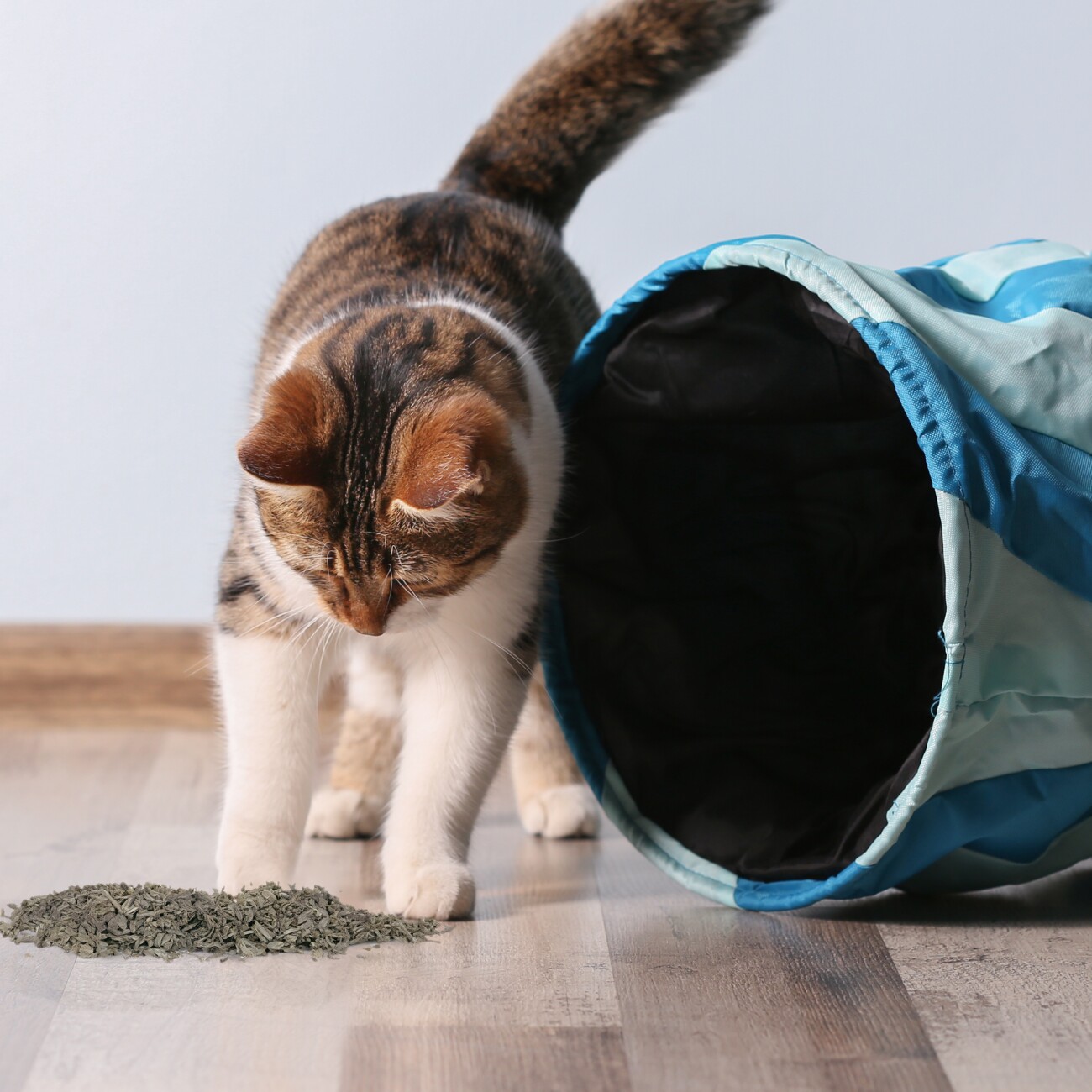 Kater Kasimir Baldrian für Katzen, lose, im wiederverschließbaren Beutel, 30g