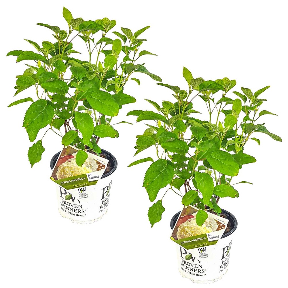 2x hortensia 'strong annabelle' - hortensia - arbuste - rustique – ⌀19 cm - ↕40-50 cm