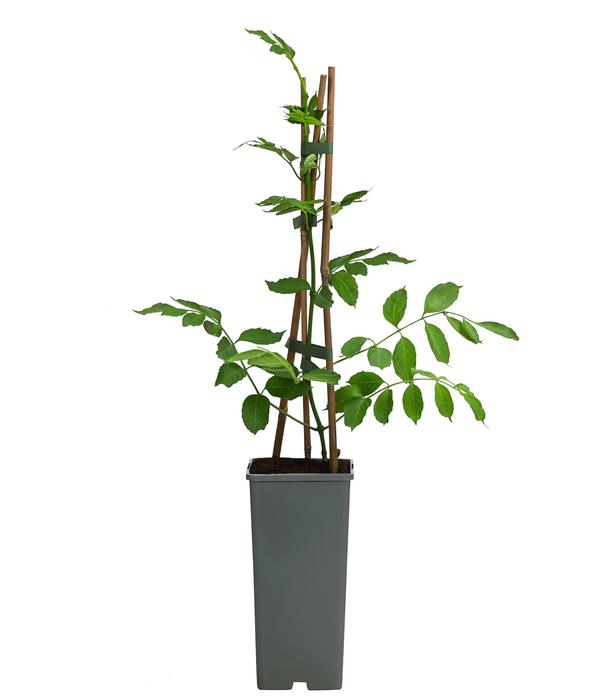Gelbe Trompetenblume 'Flava'