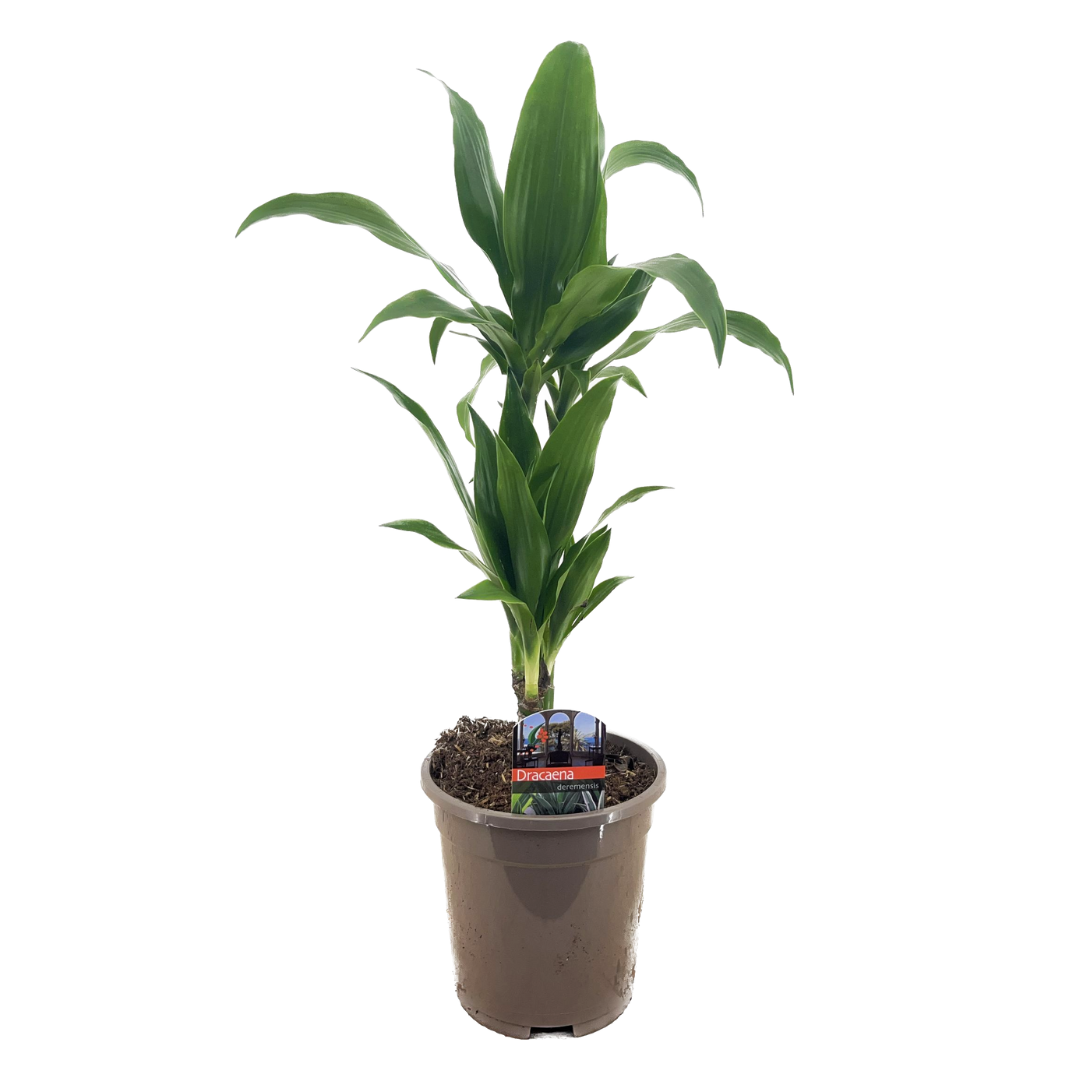 Dracaena deremensis janet craig - pot 17cm - hauteur 60-70cm