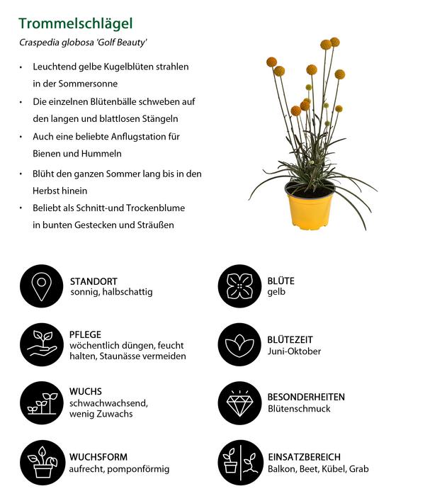Beet- & Balkonpflanzen-Set Zitronengelb,