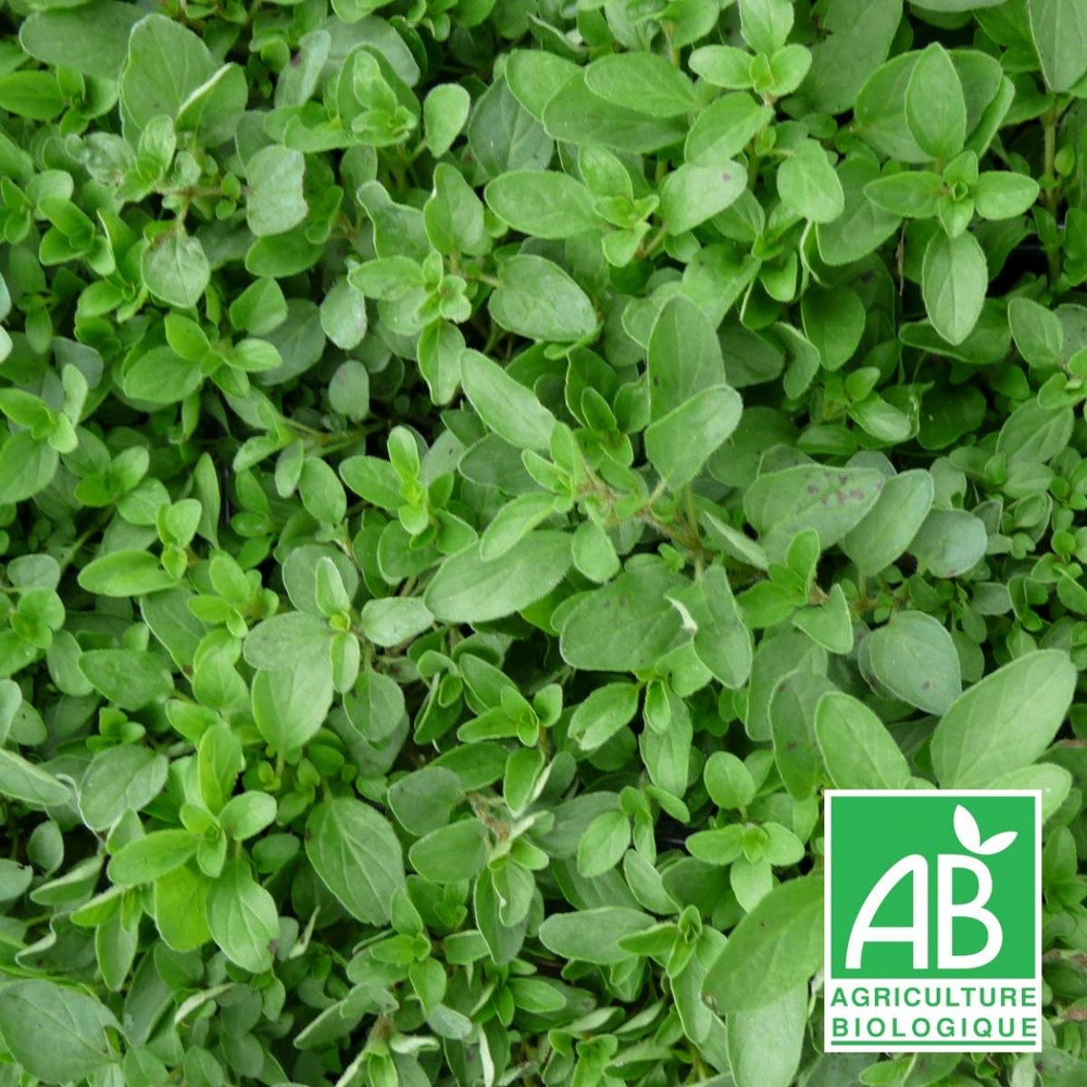 Origan compact bio/origanum vulgare compactum[-]lot de 5 godets