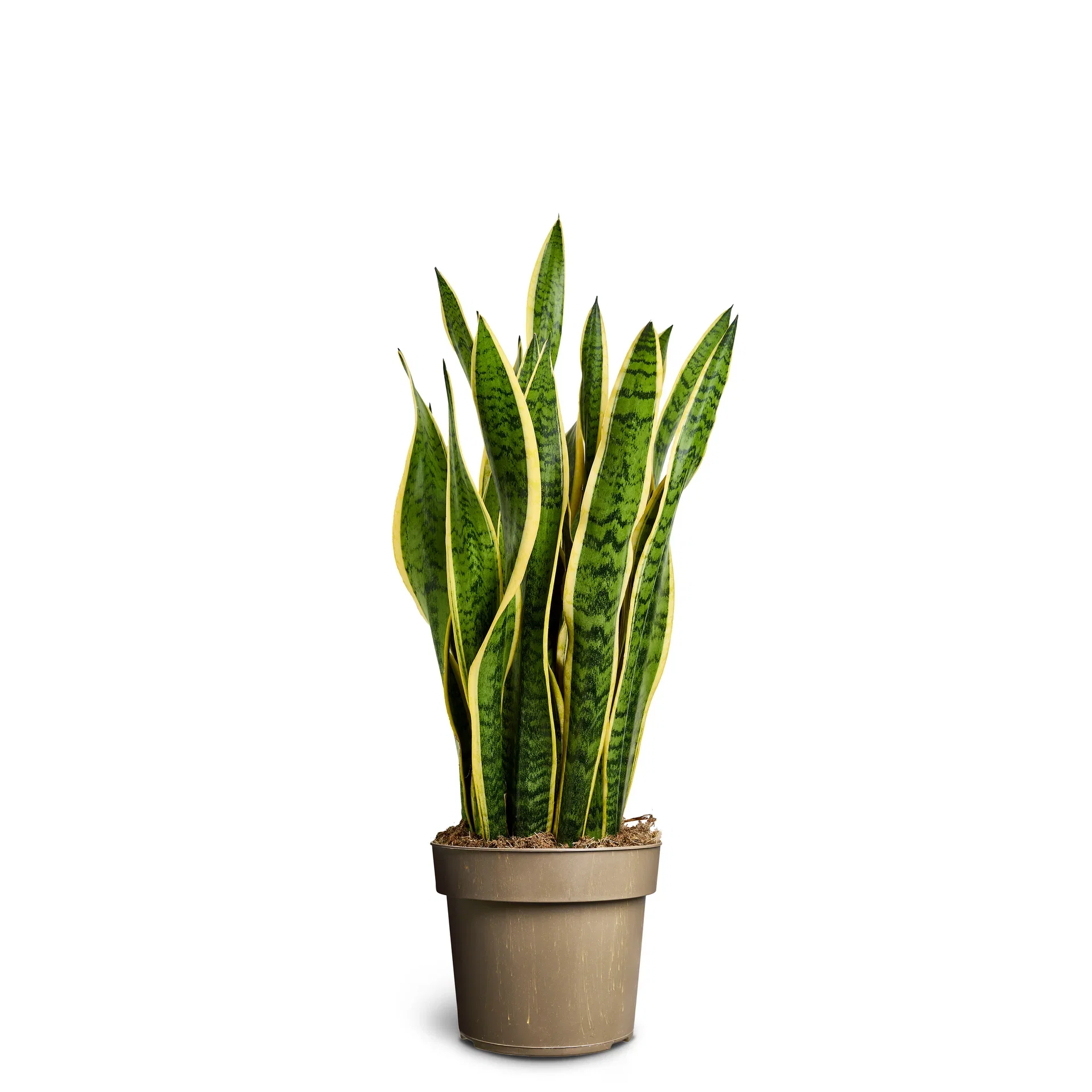 Sansevieria trifasciata 'Laurentii' Svigermorstunge 'Laurentii' Høyde 100 cm