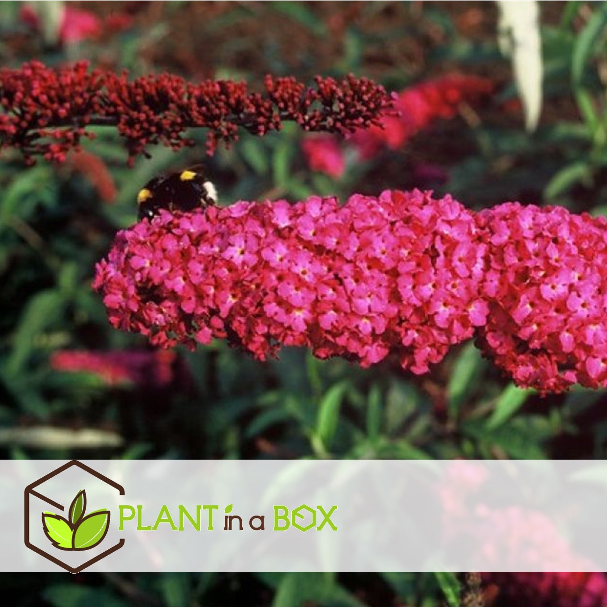 Buddleja davidii royal red - set de 4 - buddleia - pot 17cm - hauteur 30-40cm