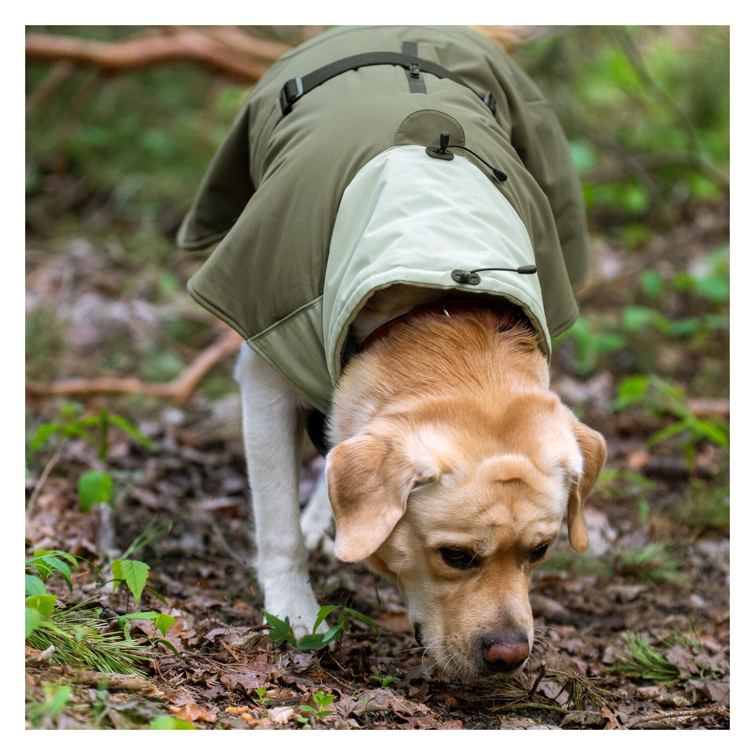 pawberry Hunde-Wintermantel Random - smokey olive
