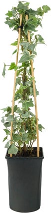 Klimop (Hedera helix 'Glacier') D 16 H 75 cm